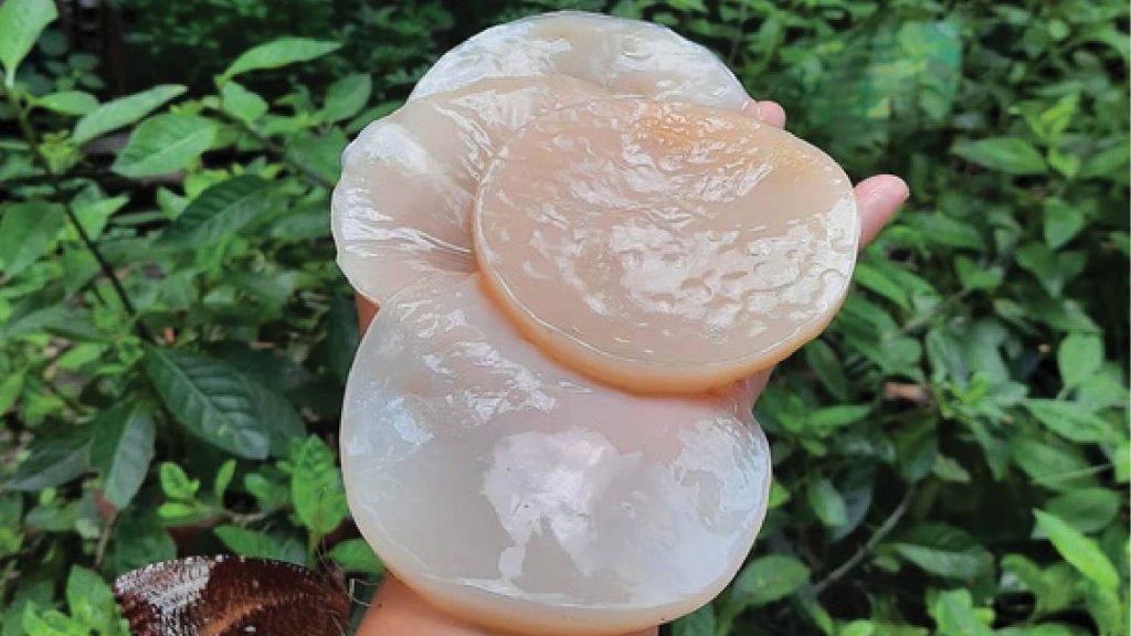 Antologi Agroekologi